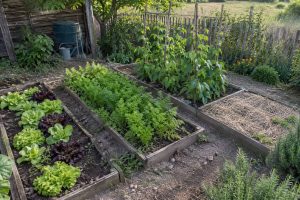 Des plates-bandes surélevées où poussent des légumes-feuilles, des carottes et d’autres légumes