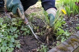 Une personne portant des gants utilise un outil de jardinage pour arracher un pissenlit